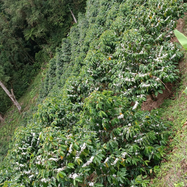 De’Longhi Signature Espresso Blend - 12oz