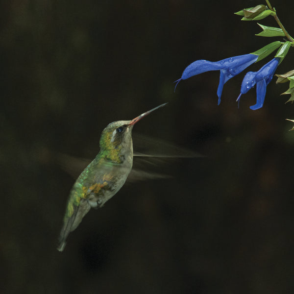 Colibri Azul Dantali Reserve