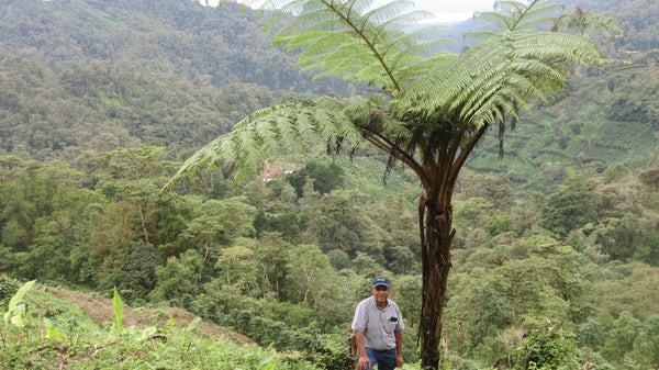 Nicaragua Java - 8oz