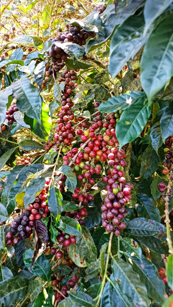 Nicaragua Geisha - 8oz