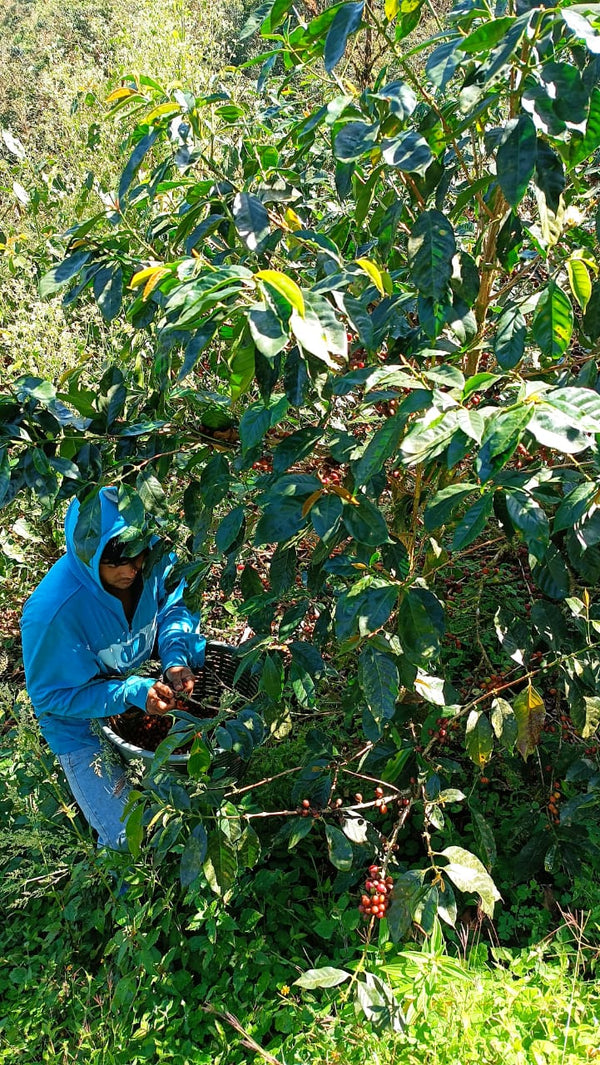 Nicaragua Java - 8oz