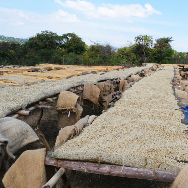 Sumatra Gayo