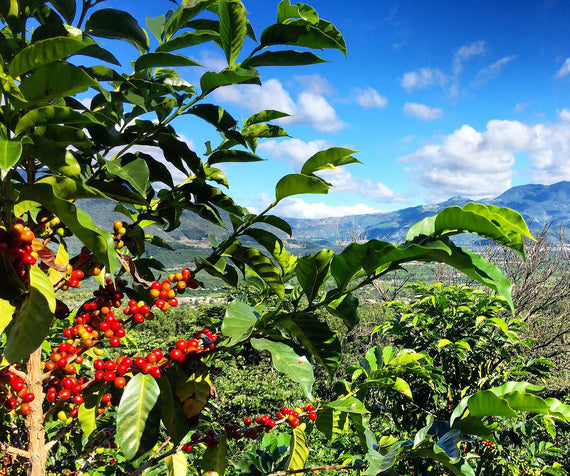 Coffee Farm Lanscape with Beans on Plant
