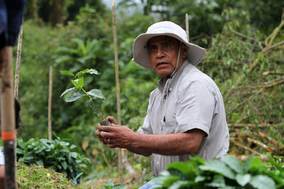 Coffee Growers Planting in a Field
