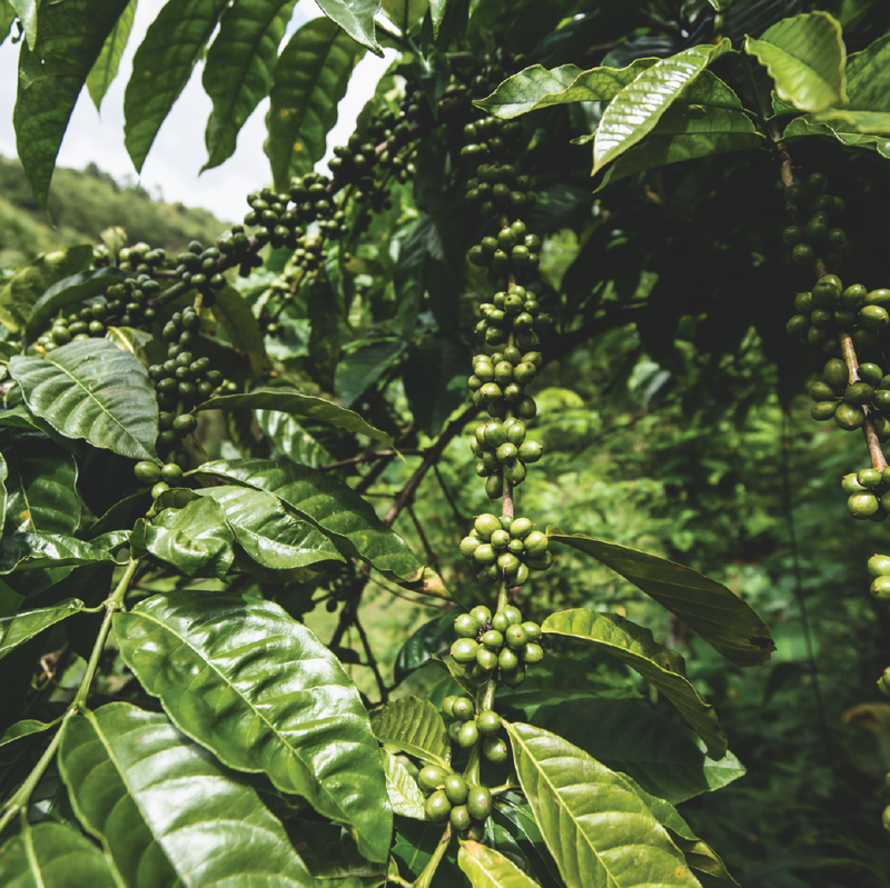 Sumatra Gayo