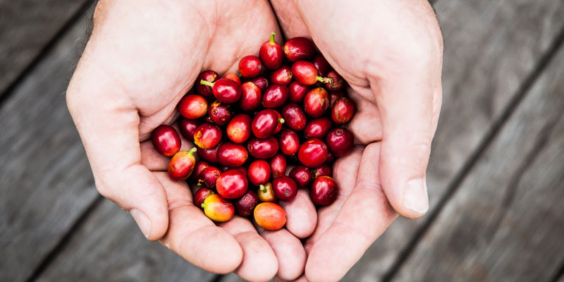 Harvested Coffee Beans in Hands