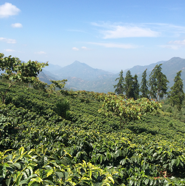Coffee Field in Sumatra