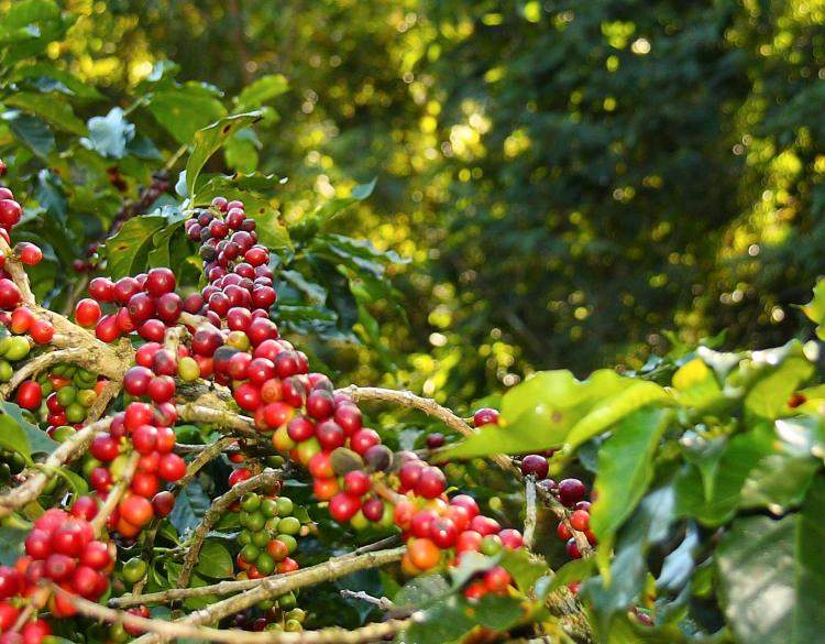 Coffee Beans on Plant